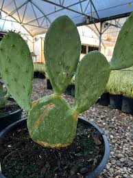 Image result for Opuntia