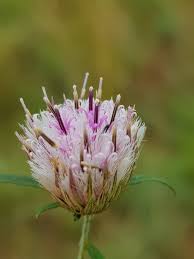 Image result for Dicoma capensis