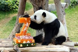 What is the true cost of a panda? | News | Al Jazeera