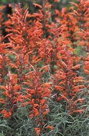 Spikes of tubular flowers in rich shades of peach, orange, and rose appear from june to october. Agastache Rupestris 39 Apache Sunset 39 Perennials Plants Perennial Plants