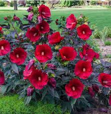 Image result for Hibiscus mutatus
