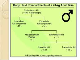 Body Fluid Compartments Daily Water Intake And