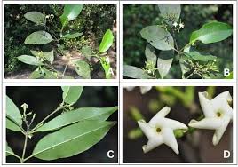 Image result for Hunteria zeylanica