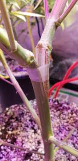 What to do with a broken climbing plant stem? 3 Ways To Fix Your Stem Split 420 Magazine