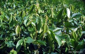 Image result for Flemingia