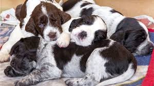 Find collie puppies for sale on pets4you.com. Puppy Prices Soar During Coronavirus Lockdown Bbc News