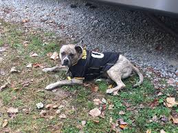 Maybe you would like to learn more about one of these? Seresto Small Dog Flea Tick Collar 9579447