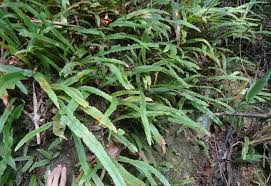 Image result for Oleandra