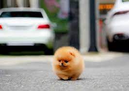 2021 satilik pomeranian boo fiyatlari panosundaki pin