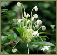 Image result for Clerodendrum incisum