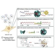 Wed 31 mar 2021 18.07 edt. Cellular Mrna Triggers Structural Transformation Of Ebola Virus Matrix Protein Vp40 To Its Essential Regulatory Form Cell Reports X Mol