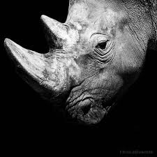 Black And White Animal Photography Black And White Animal Portraits Square Nicolas Evariste 9 Animals Black And White Zoo Animals Photography Animal Photography