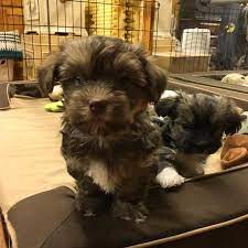 We do much more than just sell puppies. Dreammaker Designer Puppies Hypoallergenic Nonshedding For Sale Posts Facebook