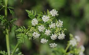 Image result for Conium