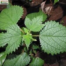Image result for Girardinia diversifolia