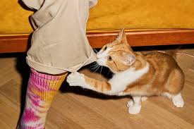 Image result for Cat Bite