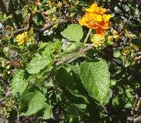 Image result for Lantana tiliifolia