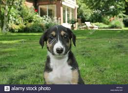 Chart Polski Puppy Portrait Stock Photo 15912041 Alamy