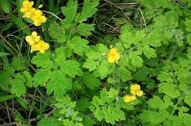 かぶれる植物の種類まとめ 草木かぶれの原因となる植物８種
