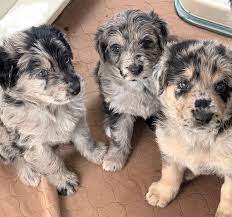 We did not find results for: The Kind And Intelligent German Shepherd Poodle Mix Dog K9 Web