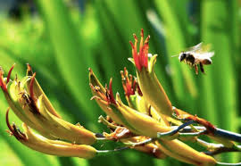 Do not spray when plants are in flower or bees are present. Native Bees For The Love Of Bees