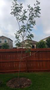 Is this no harm damage or an infection i should worry about? What Should I Do For Unknown Tree Bark Injury On A Chinese Pistache Gardening Landscaping Stack Exchange