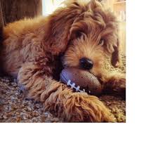 Goldendoodle puppies for sale northern california. Rollins Goldendoodles Northern California Goldendoodle Breeder Goldendoodle Breeders Goldendoodle Northern California