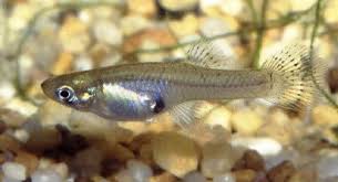 Image result for Pseudobersama mossambicensis