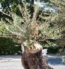 Olive tree flowers turning brown. Olive Tree In Freezing Weather Coping Critical Temperatures Protection