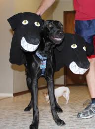 Fluffy Costume Dog Costumes Dogs Dog Costume
