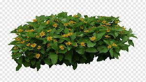 We did not find results for: Plant Yellow Flowers Shrub Plant Yellow Flowers Png Pngwing