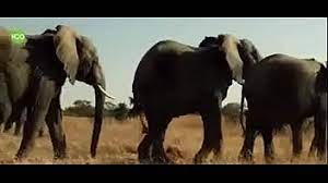सौतेली मा और नालायक बेटे कि क्सक्सक्स वीडियो हिन्दी में. Elephant Search Xnxx Com