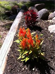Pin On Mygardenanswers