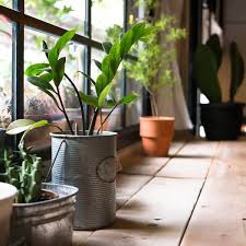We did not find results for: 14 Tips For Bringing Plants Inside And Caring For Them Through Winter Family Handyman