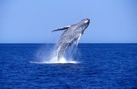 The humpback whale (megaptera novaeangliae) is a species of baleen whale. Whale Watching Trip Of A Lifetime Telegraph