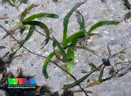 Image result for Cymodocea serrulata