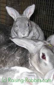 Raising Baby Rabbits Healthy Baby Rabbit Care To 10 Weeks Old