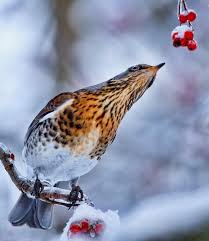 Pin By Nancy Goudeau On All Kinds Of Birds Pretty Birds Rare Birds Winter Bird