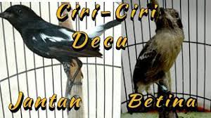 Oleh admin diposting pada 5 maret 2020. Ciri Ciri Burung Decu Jantan Betina Youtube