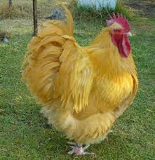 Check 'ayam jantan' translations into english. Ayam Jantan In English Ayam Filipin Dan Peruvian Home Facebook What Does Ayam Jantan Mean In Malay Angel Caramik