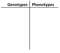 A punnett square consists of a table. Https Www Rcboe Org Cms Lib Ga01903614 Centricity Domain 8897 Monohybrid 20mice Pdf