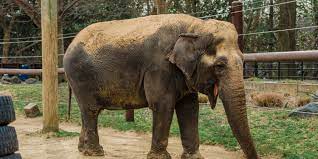 Elderly Asian Elephant Ambika Dies at Smithsonian's National Zoo | Smithsonian's National Zoo and Conservation Biology Institute
