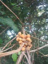 Image result for Lecaniodiscus fraxinifolius