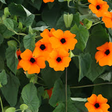 Image result for Thunbergia annua