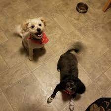 We did not find results for: The Pet Spa 14 Photos 11 Reviews Pet Stores 65 Louis St Newington Ct Phone Number