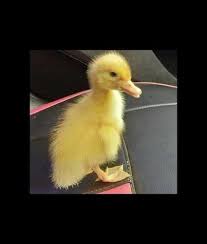Baby american pekin duck for sale. Ducklings Suppliers Dealers Wholesalers
