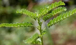 Image result for Phyllanthus muellerianus
