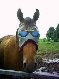 Aysen Cumhur Ozkaya Adli Kullanicinin Giyim Hayvan Fashion Animals Panosundaki Pin Hayvanlar Alemi Hayvan Ve Hayvanlar