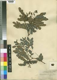 Image result for Scorodophloeus