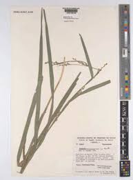 Image result for Scleria foliosa